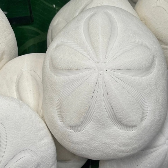 REAL Large Sea Biscuit Sea Urchin Sand Dollar WHITE NAUTICAL COASTAL DECOR - Picture 4 of 13